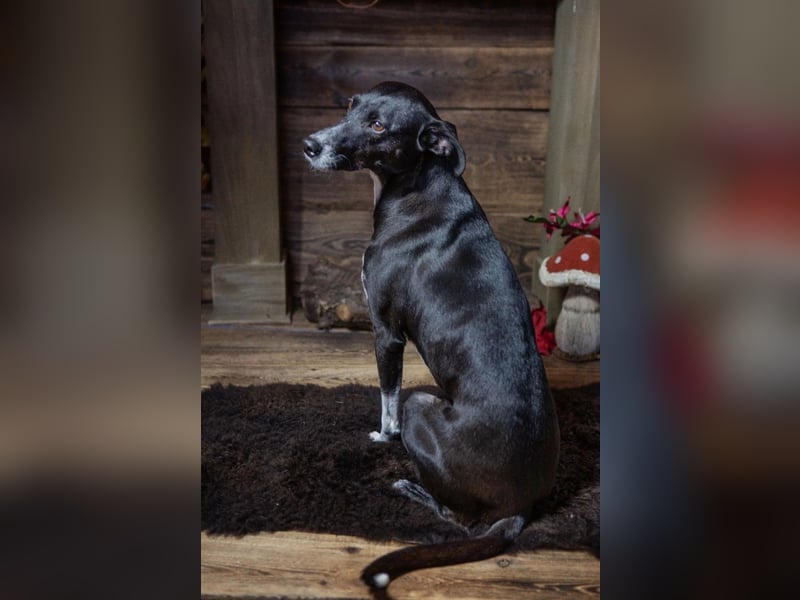 Huhu ich bin die Kira mit drei Beinen und liebe das Leben