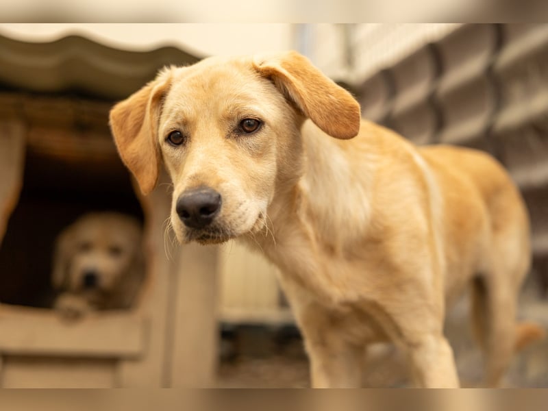 Olina, schüchterne Schönheit wartet auf ihre Herzensmenschen