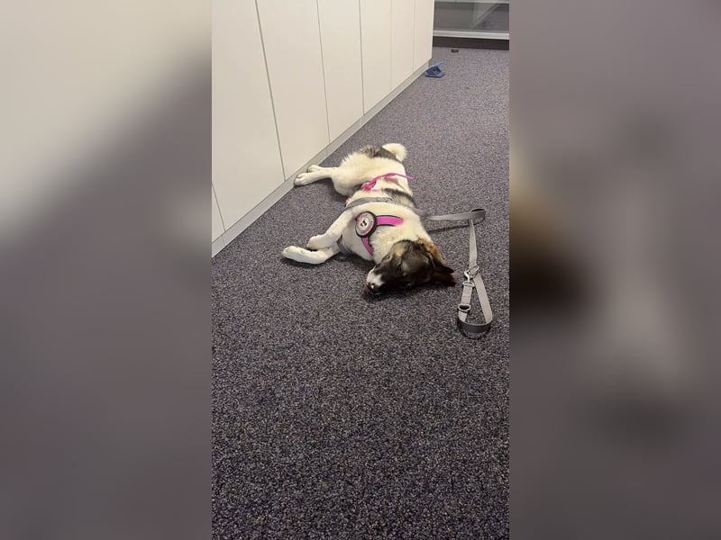 Bürohund ELOISE - freundlich & fröhlich