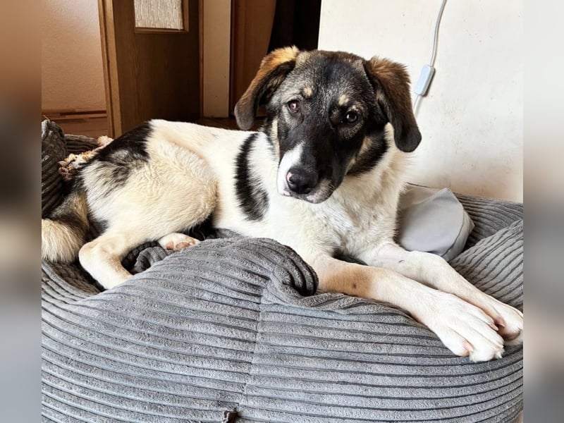 Bürohund ELOISE - freundlich & fröhlich