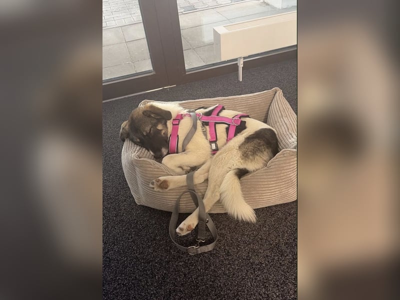Bürohund ELOISE - freundlich & fröhlich