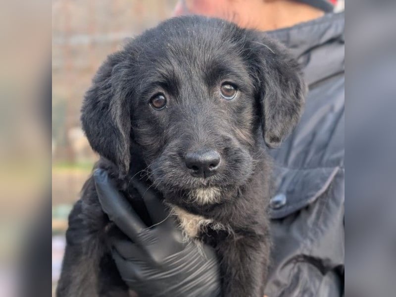 Liebe, zuckersüße Evita sucht ihre Herzensmenschen