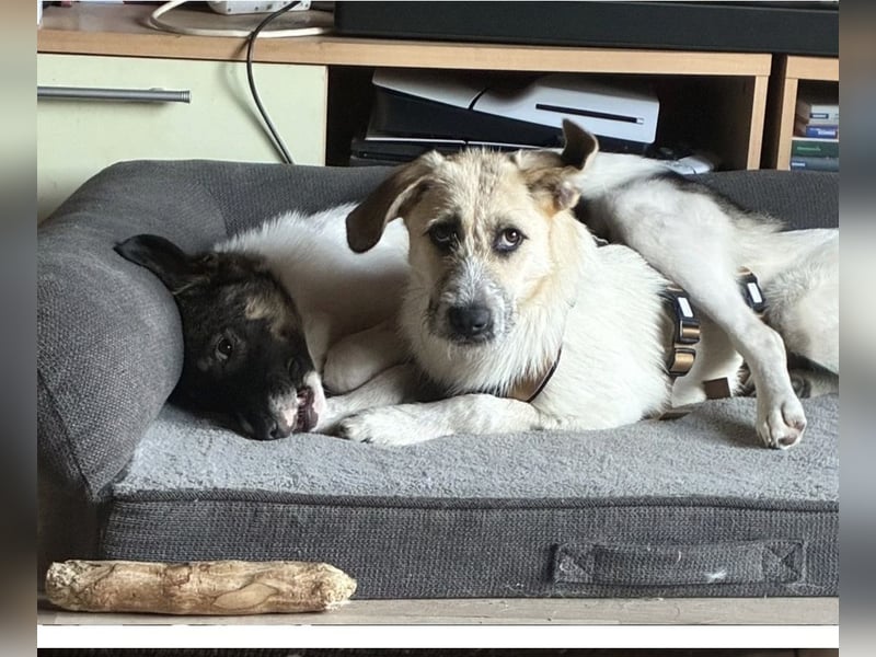 ELLA: Menschenbezogene & freundliche Junghündin
