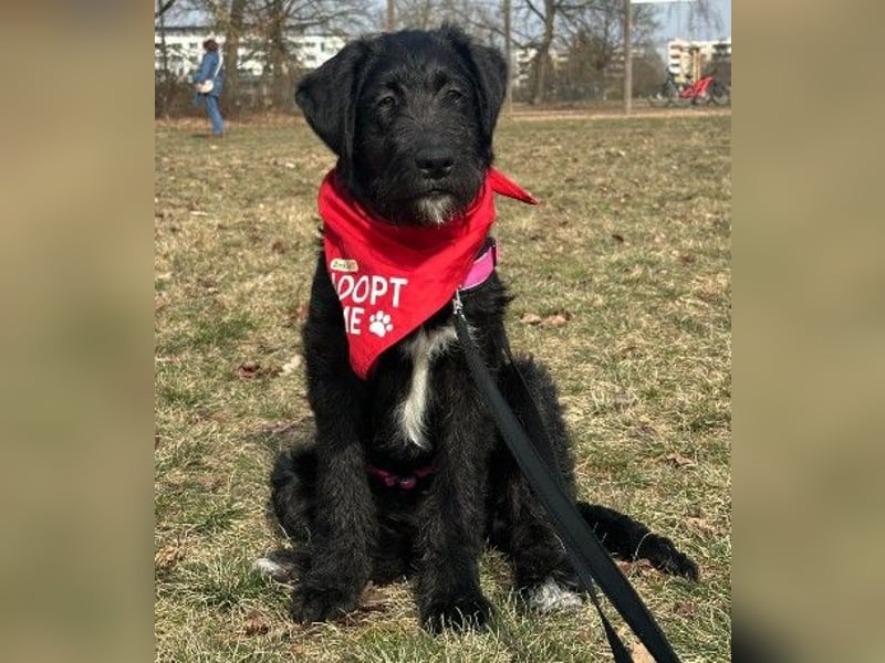 Liebe, zuckersüße Evita sucht ihre Herzensmenschen