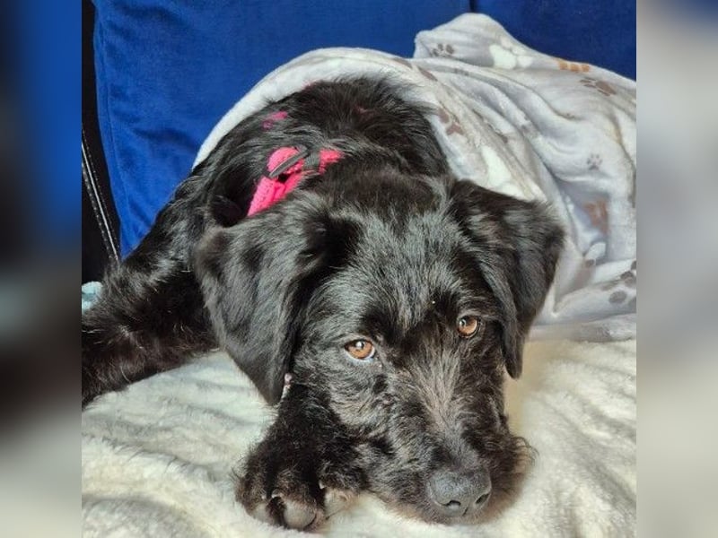 Liebe, zuckersüße Evita sucht ihre Herzensmenschen