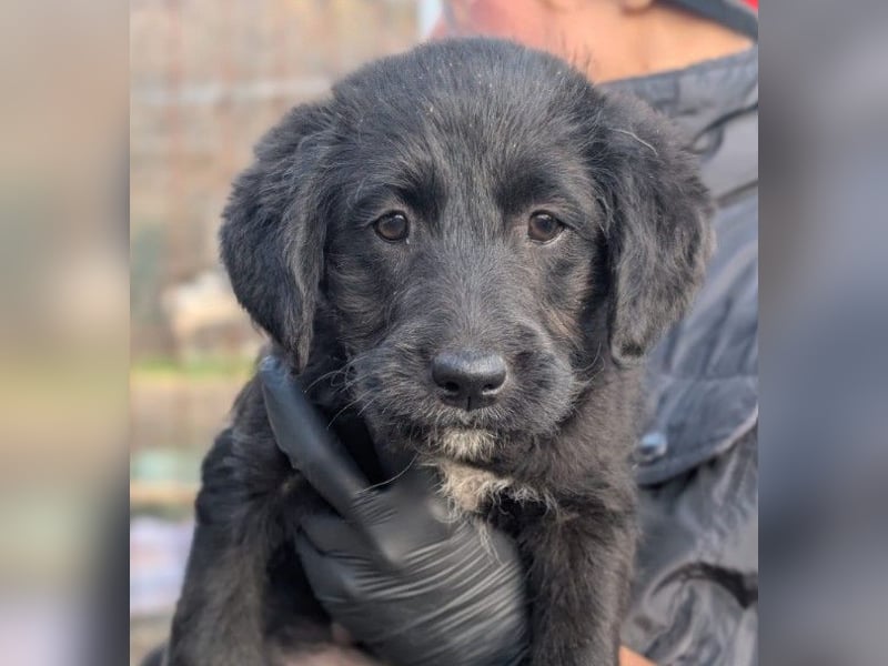 Liebe, zuckersüße Evita sucht ihre Herzensmenschen