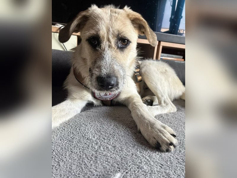 ELLA: Menschenbezogene & freundliche Junghündin