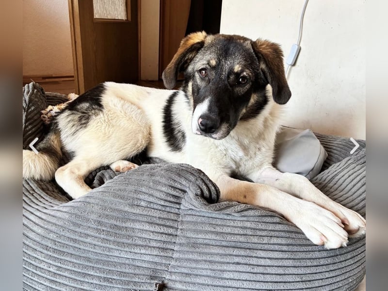 Bürohund ELOISE - freundlich & fröhlich