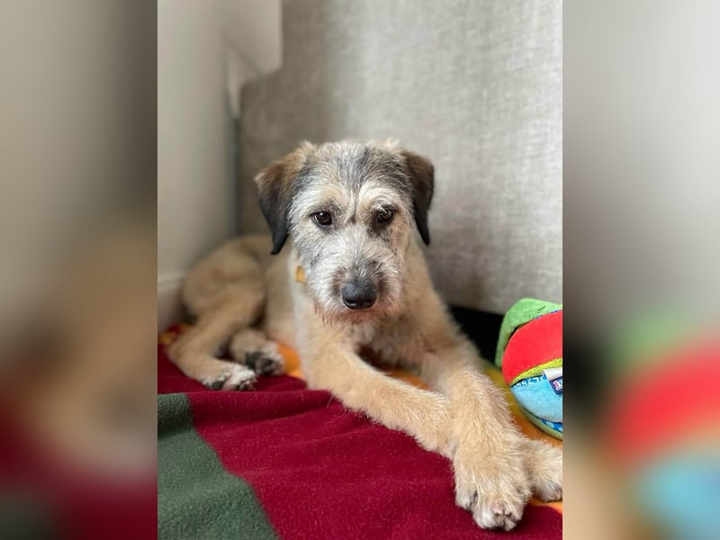 Süße Titza sucht ihr eigenes Körbchen