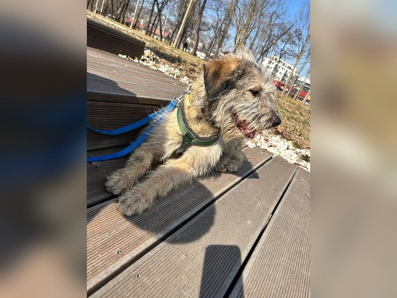 Süße Titza sucht ihr eigenes Körbchen