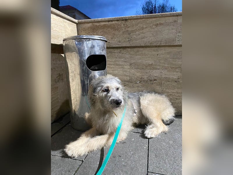 Süße Titza sucht ihr eigenes Körbchen