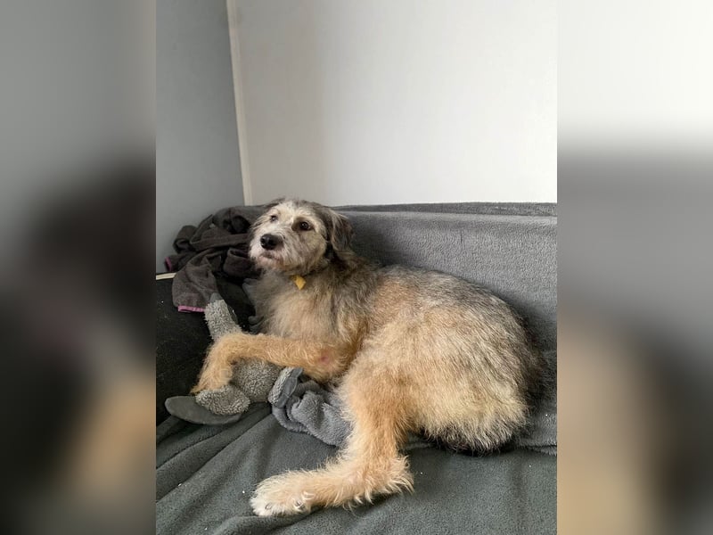 Süße Titza sucht ihr eigenes Körbchen