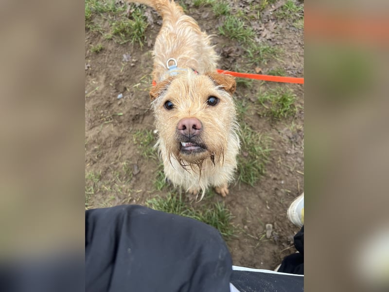 Livi - Traumhund sucht Familie / Anfänger geeignet