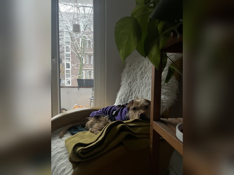 Livi - Traumhund sucht Familie / Anfänger geeignet