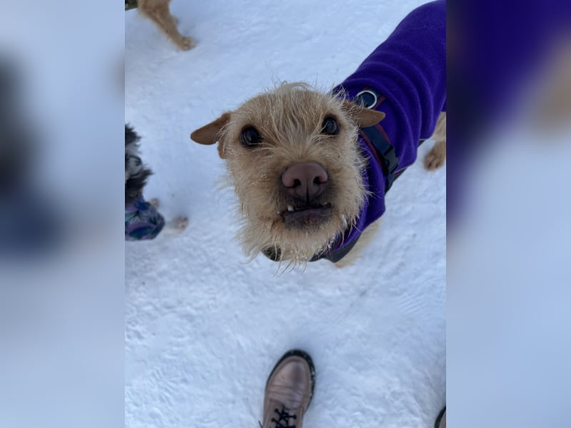 Livi - Traumhund sucht Familie / Anfänger geeignet