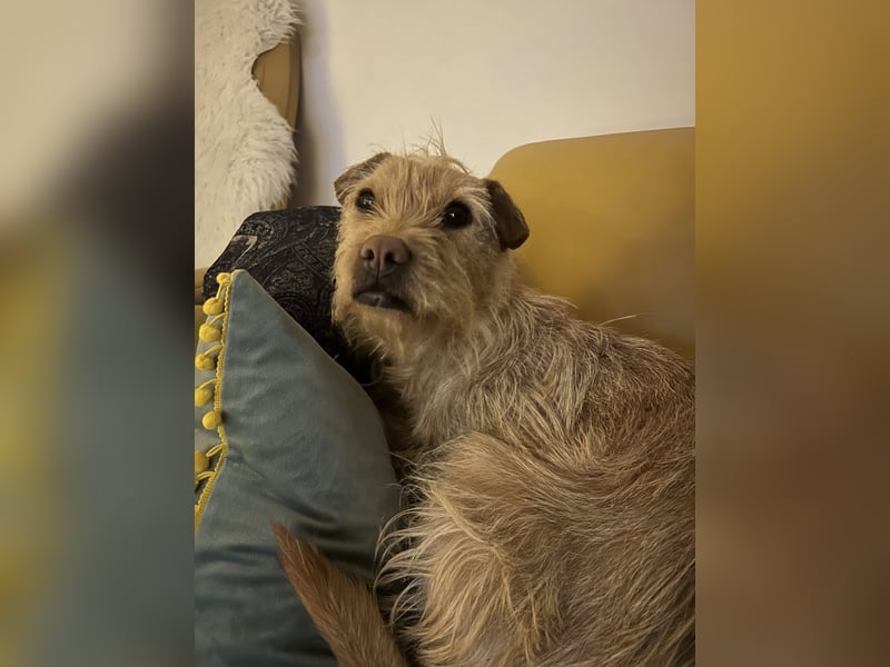 Livi - Traumhund sucht Familie / Anfänger geeignet