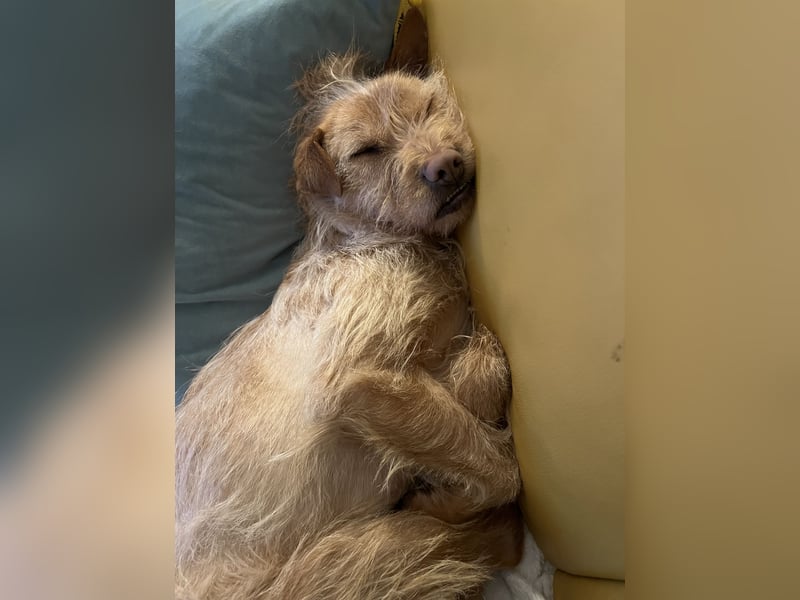 Livi - Traumhund sucht Familie / Anfänger geeignet