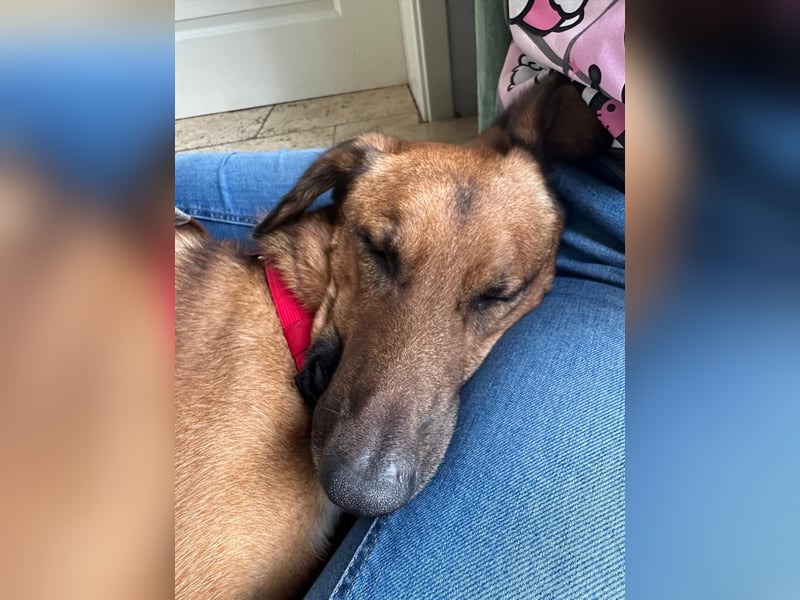 Alec, 5 Jahre und sehr verschmust