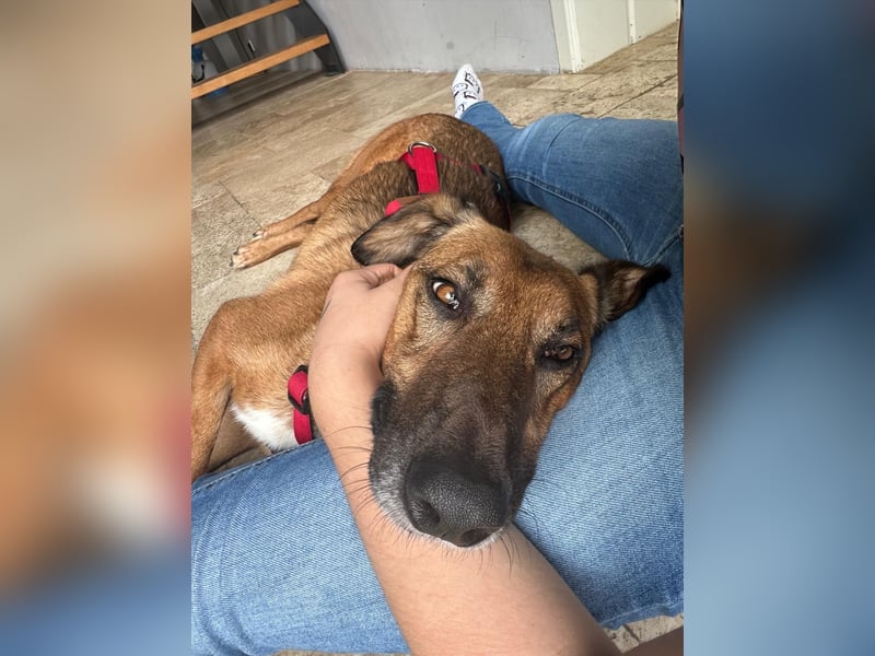 Alec, 5 Jahre und sehr verschmust