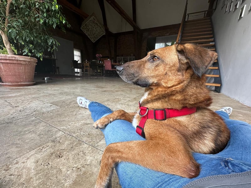 Alec, 5 Jahre und sehr verschmust
