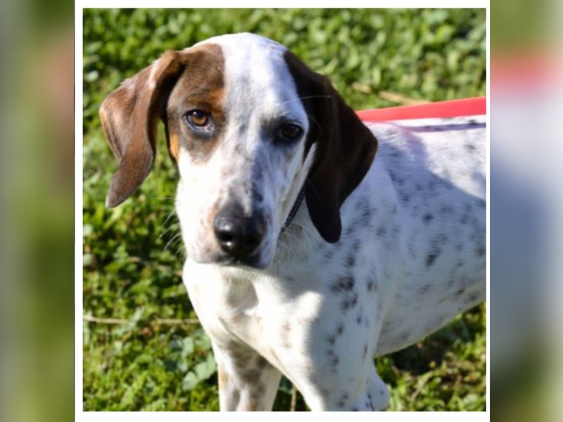 Rais – freundlicher Junghund sucht seine Menschen​