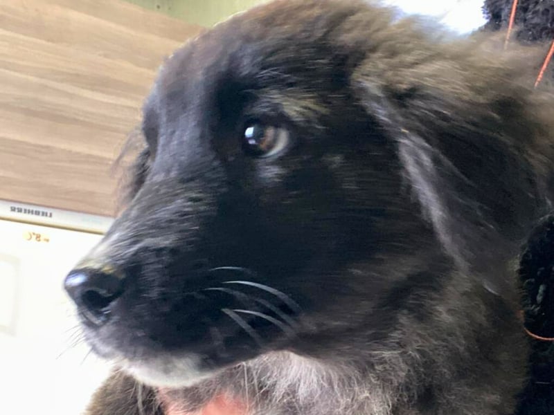 Voda - quirlige Welpe wünscht sich ein richtiges Zuhause