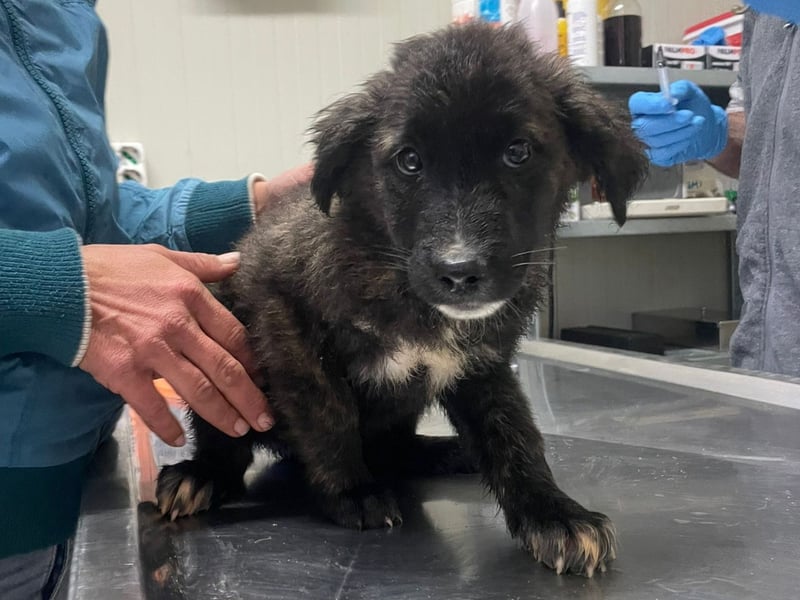 Voda - quirlige Welpe wünscht sich ein richtiges Zuhause