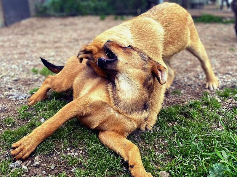 Zuppa – Lebensfroh und verspielt