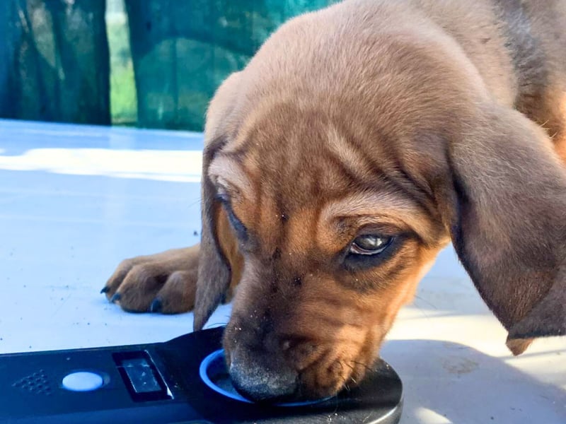 Bardot- lebenslustige Welpe möchte schnell ein Zuhause finden