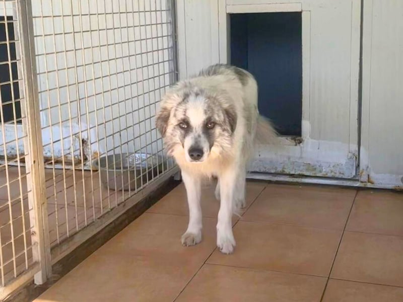 Oscar - startklar für sein neues Leben