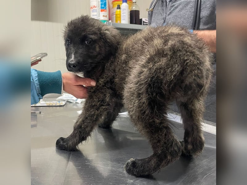 Viela - quirlige Welpe wünscht sich ein richtiges Zuhause