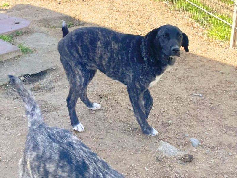 Vesa - quirlige Welpe wünscht sich ein richtiges Zuhause