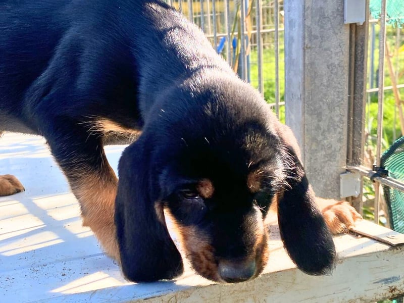 Bravo-  lebenslustige Welpe möchte schnell ein Zuhause finden