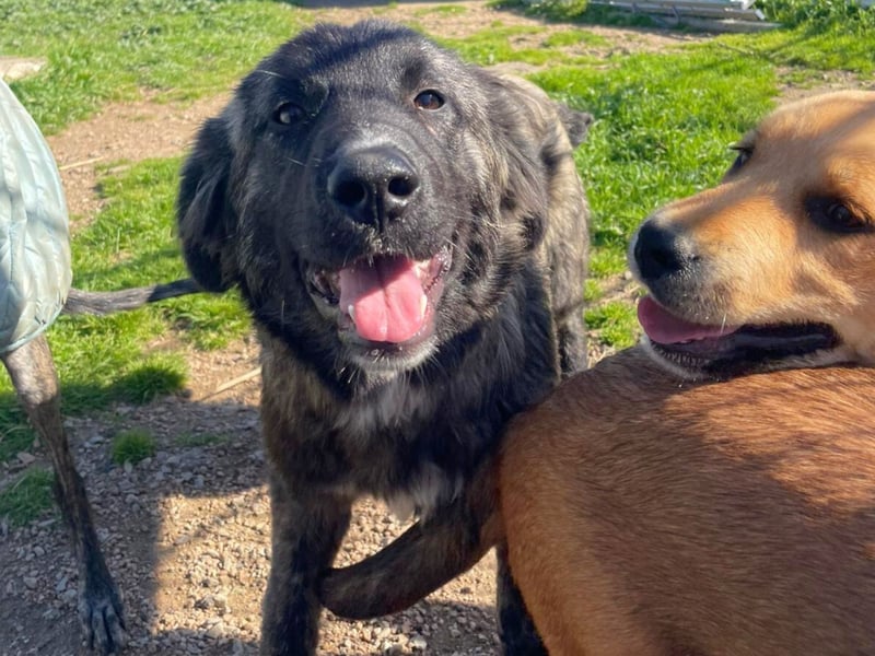 Viela - quirlige Welpe wünscht sich ein richtiges Zuhause