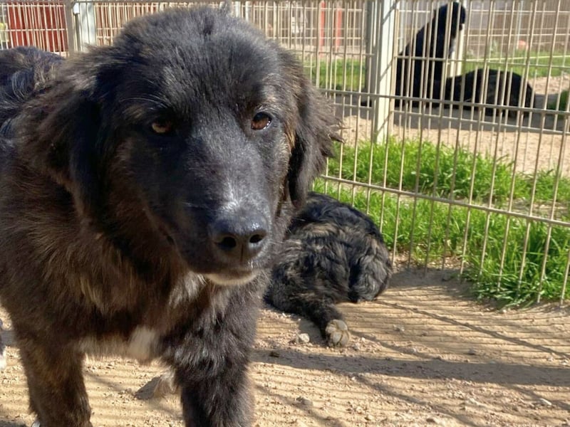 Voda - quirlige Welpe wünscht sich ein richtiges Zuhause