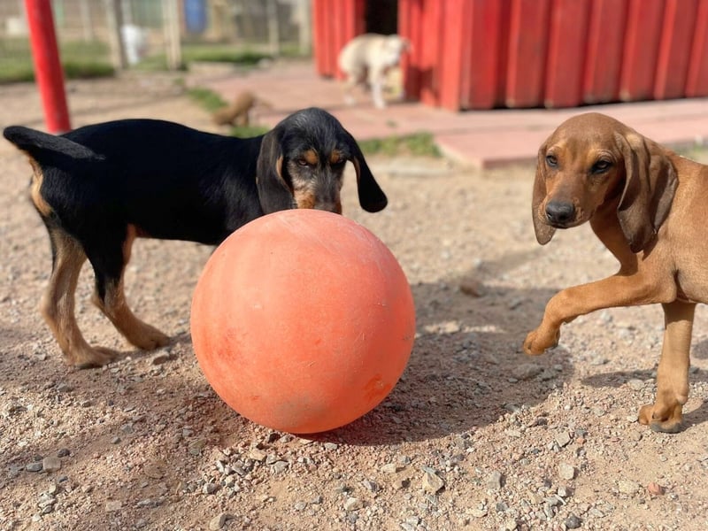 Bravo-  lebenslustige Welpe möchte schnell ein Zuhause finden