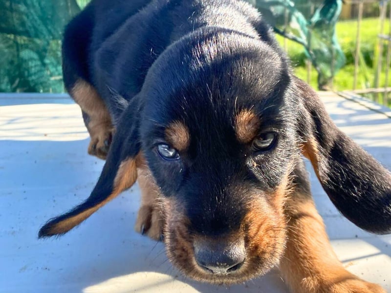 Bravo-  lebenslustige Welpe möchte schnell ein Zuhause finden