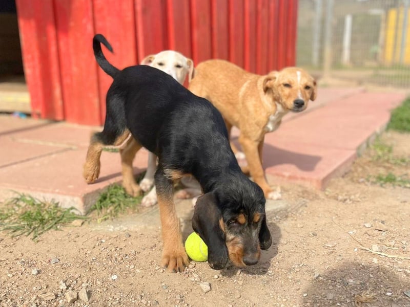 Bravo-  lebenslustige Welpe möchte schnell ein Zuhause finden