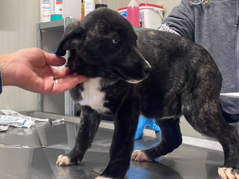 Vesa - quirlige Welpe wünscht sich ein richtiges Zuhause