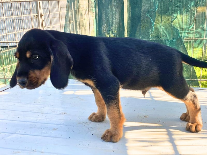 Bravo-  lebenslustige Welpe möchte schnell ein Zuhause finden