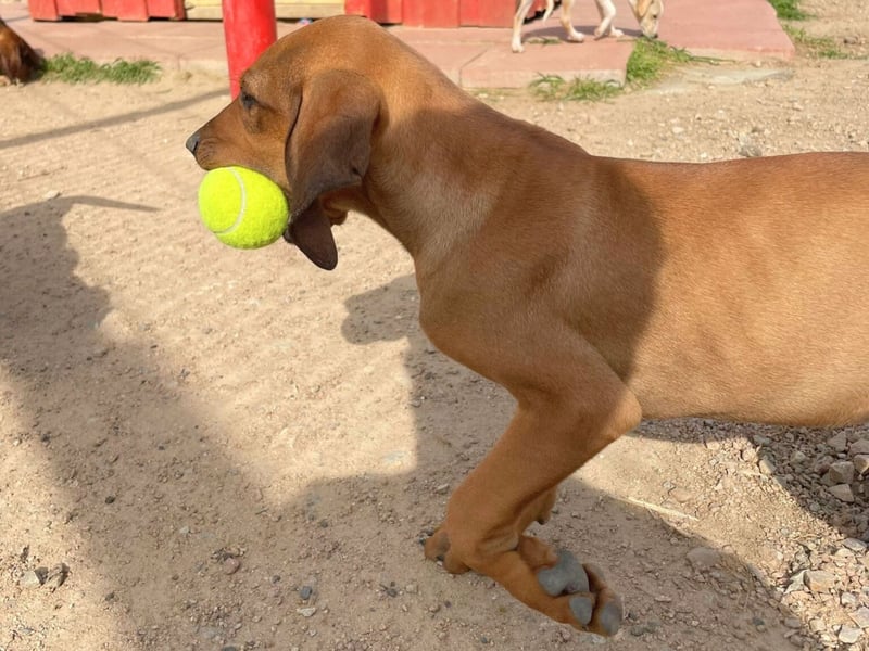 Bardot- lebenslustige Welpe möchte schnell ein Zuhause finden