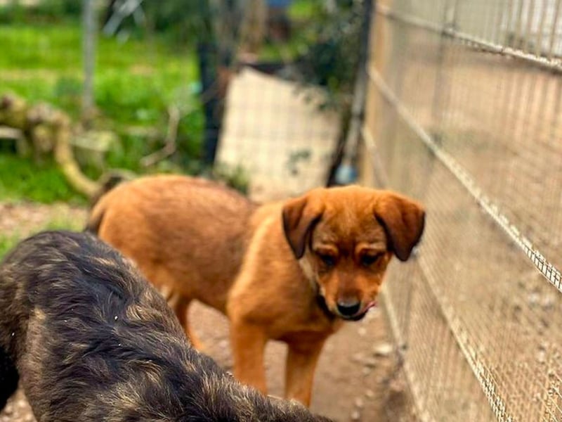Zuppa – Lebensfroh und verspielt