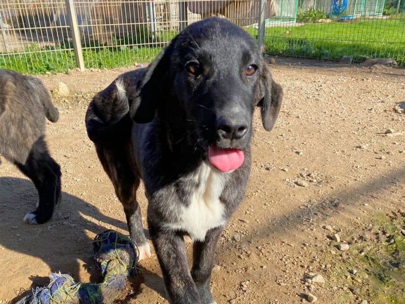 Vesa - quirlige Welpe wünscht sich ein richtiges Zuhause