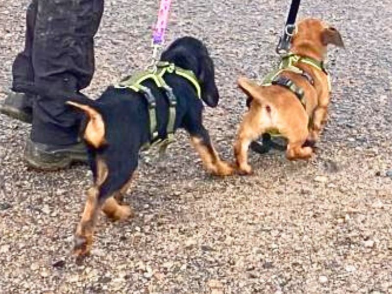 Bravo-  lebenslustige Welpe möchte schnell ein Zuhause finden