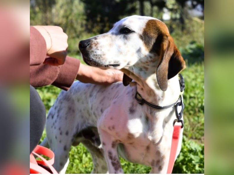 Rais – freundlicher Junghund sucht seine Menschen​