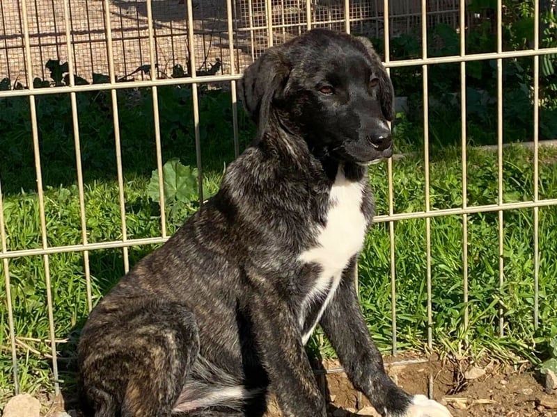 Vesa - quirlige Welpe wünscht sich ein richtiges Zuhause