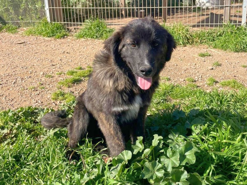 Voda - quirlige Welpe wünscht sich ein richtiges Zuhause