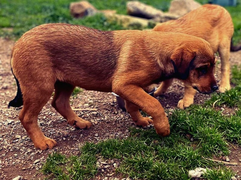 Zuppa – Lebensfroh und verspielt