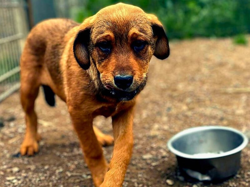 Zuppa – Lebensfroh und verspielt