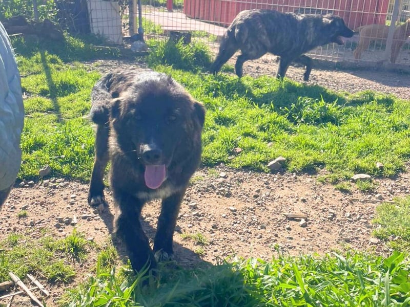 Voda - quirlige Welpe wünscht sich ein richtiges Zuhause